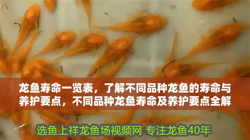 龍魚壽命一覽表，了解不同品種龍魚的壽命與養(yǎng)護(hù)要點(diǎn)，不同品種龍魚壽命及養(yǎng)護(hù)要點(diǎn)全解析，不同品種龍魚壽命及養(yǎng)護(hù)要點(diǎn)全解析