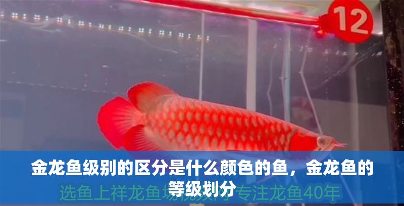 金龍魚級別的區分是什么顏色的魚，金龍魚的等級劃分