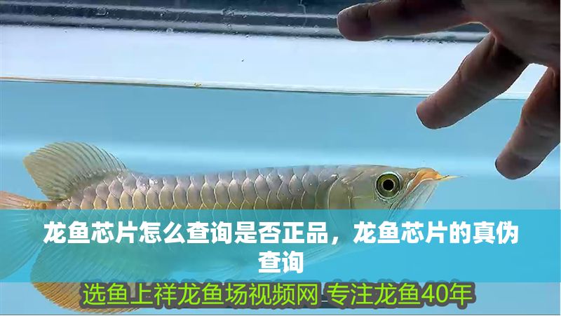 龍魚芯片怎么查詢是否正品，龍魚芯片的真偽查詢