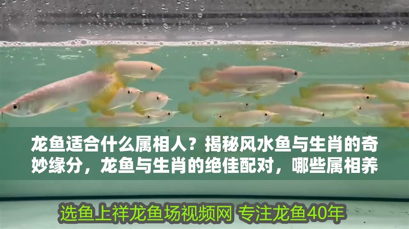 龍魚適合什么屬相人？揭秘風(fēng)水魚與生肖的奇妙緣分，龍魚與生肖的絕佳配對，哪些屬相養(yǎng)龍魚最旺運？龍魚與生肖絕佳配對，揭秘哪些屬相養(yǎng)龍魚最旺運