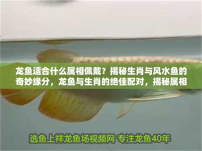 龍魚適合什么屬相佩戴？揭秘生肖與風水魚的奇妙緣分，龍魚與生肖的絕佳配對，揭秘屬相佩戴的風水奧秘 龍魚適合什么屬相佩戴？揭秘生肖與風水魚的奇妙緣分，龍魚與生肖的絕佳配對，揭秘屬相佩戴的風水奧秘 龍魚百科 第1張