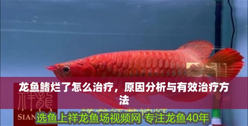 龍魚鰭爛了怎么治療，原因分析與有效治療方法