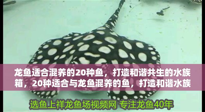 龍魚適合混養的20種魚，打造和諧共生的水族箱，20種適合與龍魚混養的魚，打造和諧水族箱 龍魚適合混養的20種魚，打造和諧共生的水族箱，20種適合與龍魚混養的魚，打造和諧水族箱 龍魚百科 第1張
