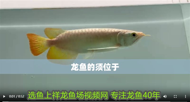 龍魚的須位于