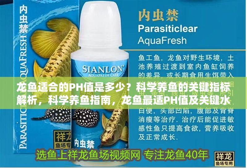 龍魚適合的PH值是多少？科學(xué)養(yǎng)魚的關(guān)鍵指標(biāo)解析，科學(xué)養(yǎng)魚指南，龍魚最適PH值及關(guān)鍵水質(zhì)指標(biāo)解析，龍魚最適PH值及關(guān)鍵水質(zhì)指標(biāo)解析