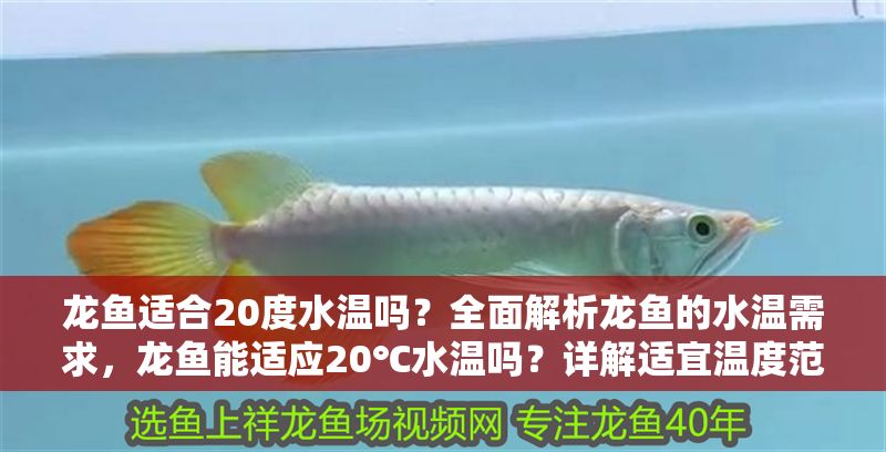 龍魚(yú)適合20度水溫嗎？全面解析龍魚(yú)的水溫需求，龍魚(yú)能適應(yīng)20℃水溫嗎？詳解適宜溫度范圍及飼養(yǎng)建議，龍魚(yú)能適應(yīng)20℃水溫嗎？詳解適宜溫度范圍及飼養(yǎng)要點(diǎn)