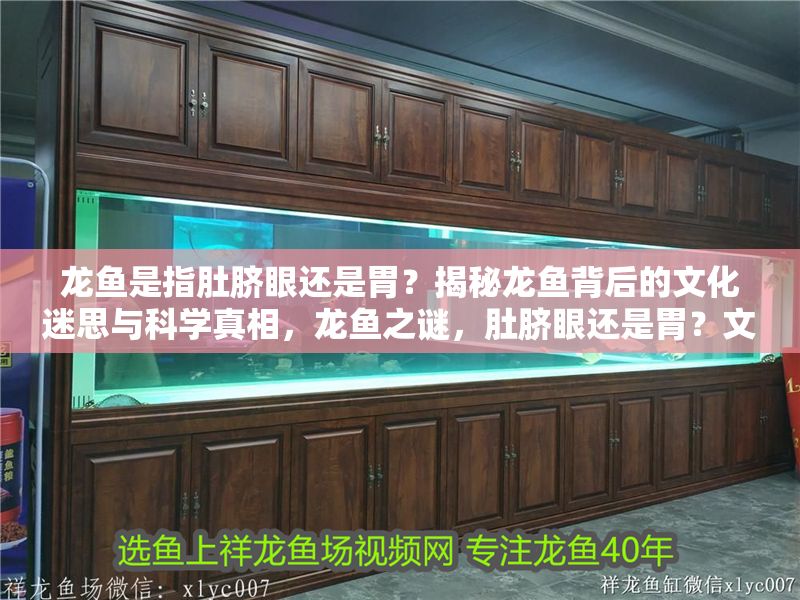 龍魚是指肚臍眼還是胃？揭秘龍魚背后的文化迷思與科學(xué)真相，龍魚之謎，肚臍眼還是胃？文化傳說與科學(xué)解析，龍魚之謎，肚臍眼還是胃？文化傳說與科學(xué)解析