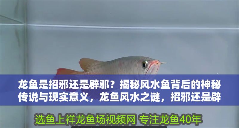 龍魚是招邪還是辟邪?揭秘風水魚背后的神秘傳說與現實意義,龍魚風水之謎,招邪還是辟邪?傳說與現實的深度解析,龍魚風水之謎,招邪還是辟邪?傳說與現實的深度解析 龍魚百科 第1張 龍魚是招邪還是辟邪?揭秘風水魚背后的神秘傳說與現實意義,龍魚風水之謎,招邪還是辟邪?傳說與現實的深度解析,龍魚風水之謎,招邪還是辟邪?傳說與現實的深度解析 龍魚是招邪還是辟邪?揭秘風水魚背后的神秘傳說與現實意義,龍魚風水之謎,招邪還是辟邪?傳說與現實的深度解析,龍魚風水之謎,招邪還是辟邪?傳說與現實的深度解析 龍魚百科 第1張