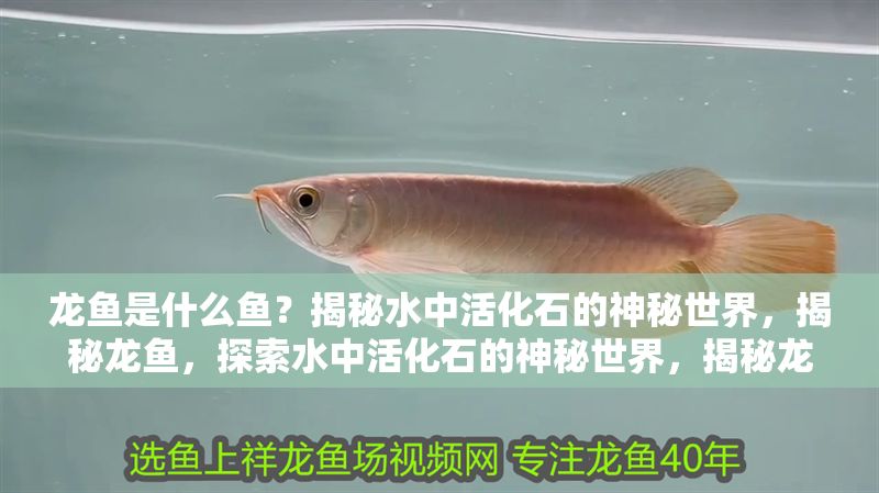 龍魚是什么魚？揭秘水中活化石的神秘世界，揭秘龍魚，探索水中活化石的神秘世界，揭秘龍魚，探索水中活化石的神秘世界