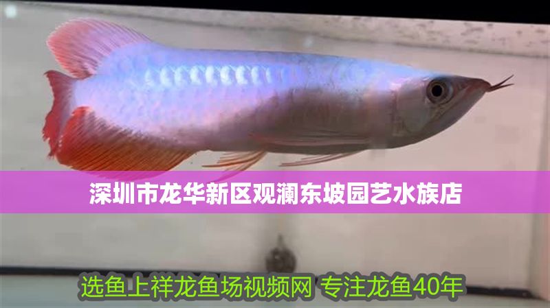深圳市龍華新區(qū)觀瀾東坡園藝水族店