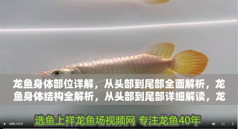 龍魚身體部位詳解，從頭部到尾部全面解析，龍魚身體結構全解析，從頭部到尾部詳細解讀，龍魚身體結構全解析，從頭部到尾部詳細解讀