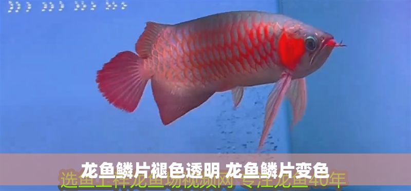龍魚鱗片褪色透明 龍魚鱗片變色 龍魚鱗片褪色透明 龍魚鱗片變色 龍魚百科 第1張