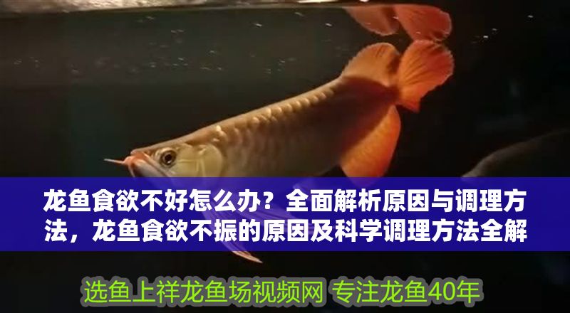 龍魚(yú)食欲不好怎么辦?全面解析原因與調(diào)理方法,龍魚(yú)食欲不振的原因及科學(xué)調(diào)理方法全解析,龍魚(yú)食欲不振的原因與科學(xué)調(diào)理方法全解析 龍魚(yú)百科 第1張 龍魚(yú)食欲不好怎么辦?全面解析原因與調(diào)理方法,龍魚(yú)食欲不振的原因及科學(xué)調(diào)理方法全解析,龍魚(yú)食欲不振的原因與科學(xué)調(diào)理方法全解析 龍魚(yú)食欲不好怎么辦?全面解析原因與調(diào)理方法,龍魚(yú)食欲不振的原因及科學(xué)調(diào)理方法全解析,龍魚(yú)食欲不振的原因與科學(xué)調(diào)理方法全解析 龍魚(yú)百科 第1張