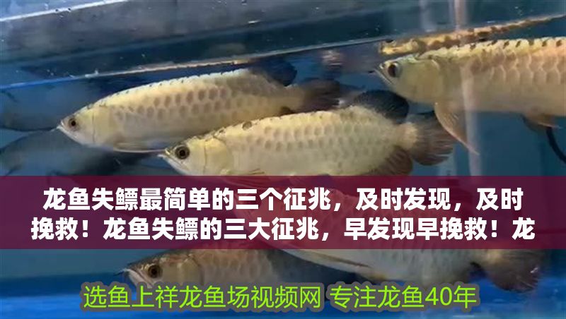 龍魚失鰾最簡單的三個征兆，及時發現，及時挽救！龍魚失鰾的三大征兆，早發現早挽救！龍魚失鰾的三大征兆，早發現早挽救！ 龍魚失鰾最簡單的三個征兆，及時發現，及時挽救！龍魚失鰾的三大征兆，早發現早挽救！龍魚失鰾的三大征兆，早發現早挽救！ 龍魚百科 第1張