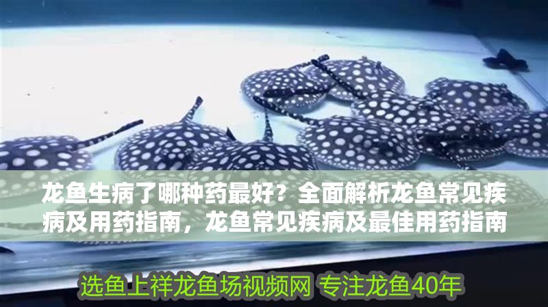 龍魚生病了哪種藥最好？全面解析龍魚常見疾病及用藥指南，龍魚常見疾病及最佳用藥指南，全面解析治療與預防，龍魚常見疾病治療與預防，最佳用藥指南
