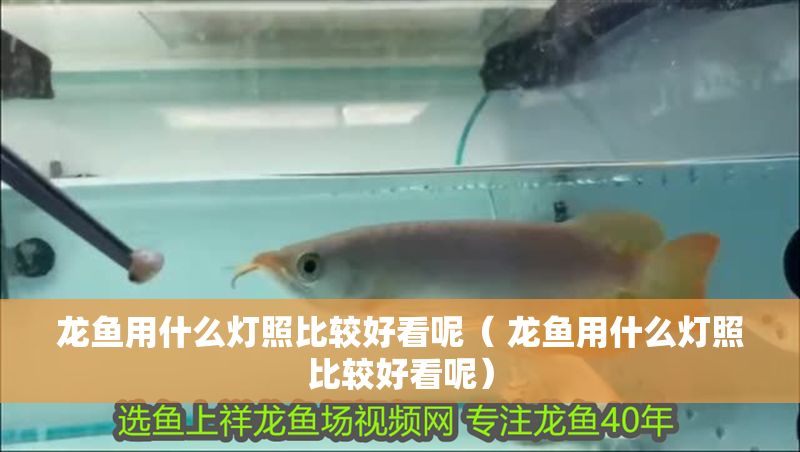 龍魚用什么燈照比較好看呢（ 龍魚用什么燈照比較好看呢）