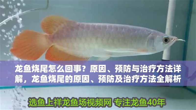 龍魚燒尾怎么回事？原因、預防與治療方法詳解，龍魚燒尾的原因、預防及治療方法全解析，龍魚燒尾的原因、預防與治療全指南