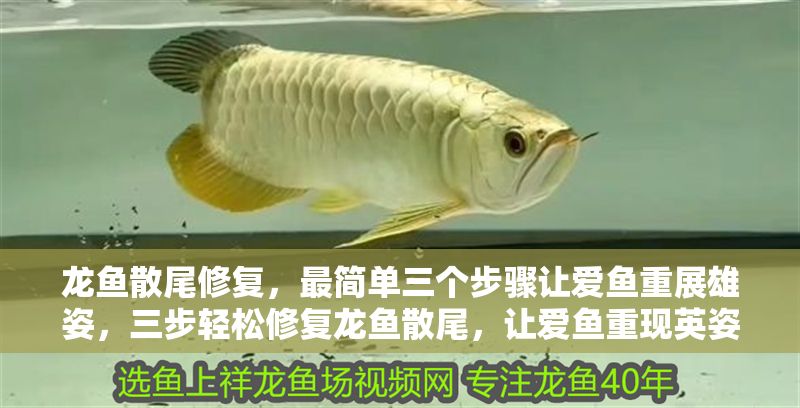 龍魚散尾修復，最簡單三個步驟讓愛魚重展雄姿，三步輕松修復龍魚散尾，讓愛魚重現(xiàn)英姿，三步輕松修復龍魚散尾，讓愛魚重展雄姿