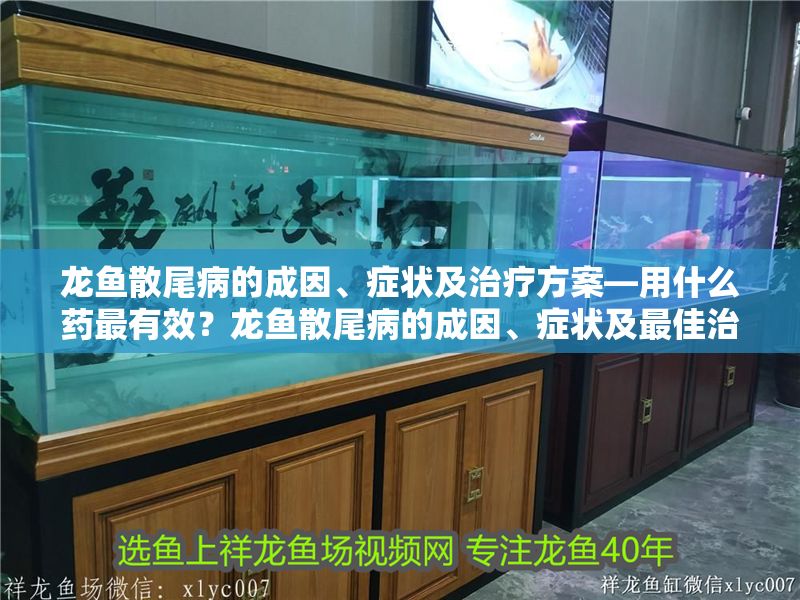 龍魚散尾病的成因、癥狀及治療方案—用什么藥最有效？龍魚散尾病的成因、癥狀及最佳治療方案，龍魚散尾病，成因、癥狀及最佳用藥治療方案