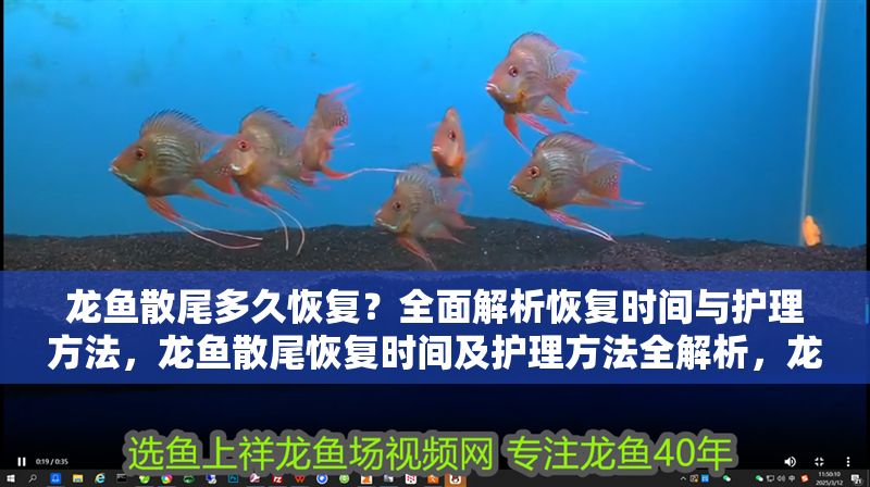 龍魚散尾多久恢復？全面解析恢復時間與護理方法，龍魚散尾恢復時間及護理方法全解析，龍魚散尾恢復時間及護理方法全解析
