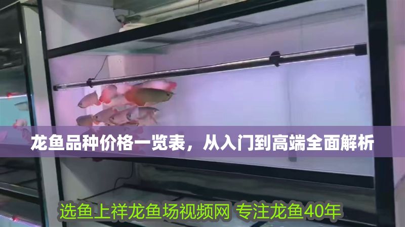 龍魚品種價格一覽表，從入門到高端全面解析