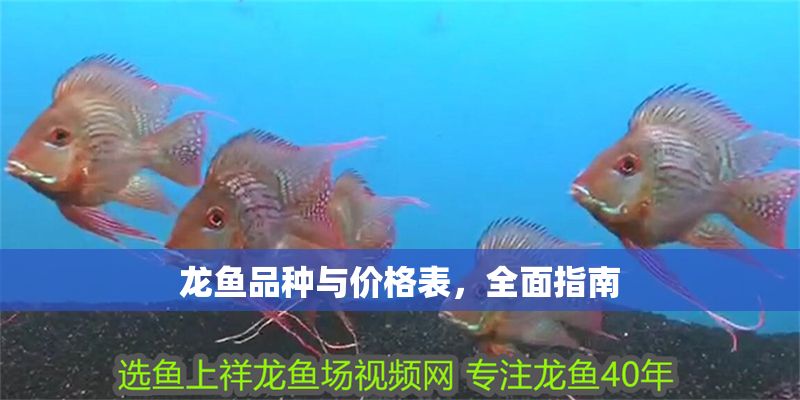 龍魚品種與價格表，全面指南 龍魚品種與價格表，全面指南 龍魚百科 第1張