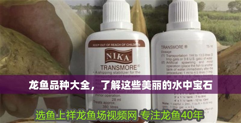 龍魚品種大全，了解這些美麗的水中寶石