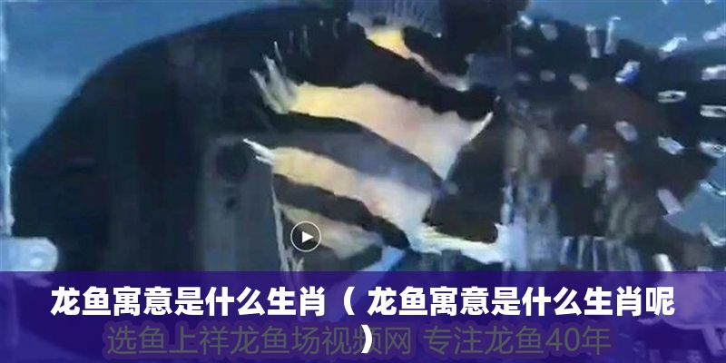 龍魚寓意是什么生肖（ 龍魚寓意是什么生肖呢）