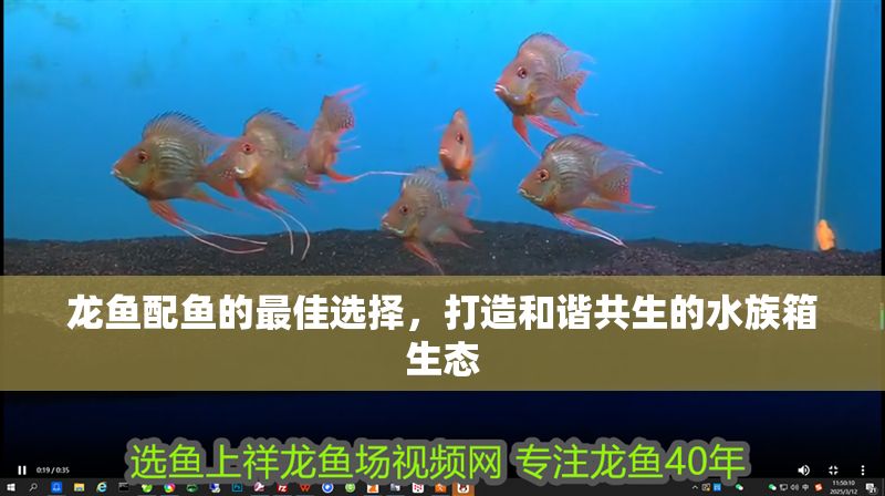 龍魚配魚的最佳選擇，打造和諧共生的水族箱生態
