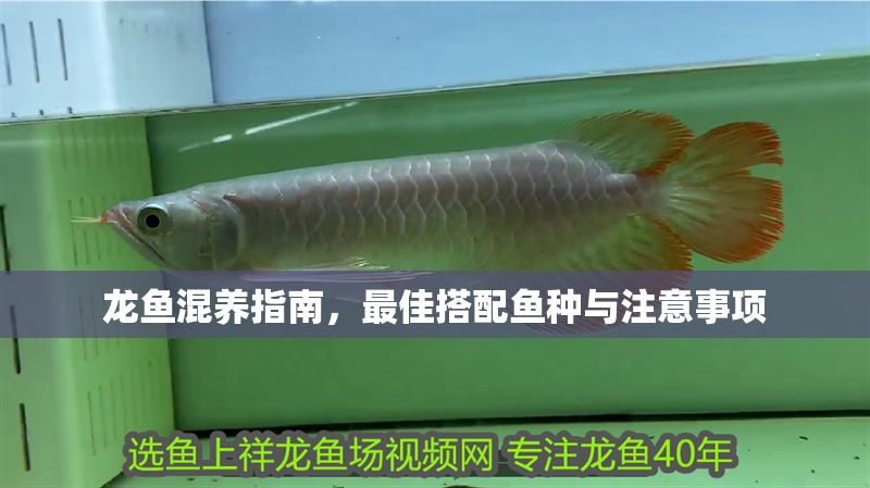 龍魚混養指南，最佳搭配魚種與注意事項