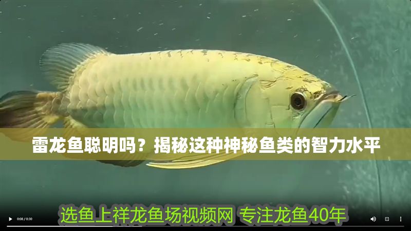 雷龍魚聰明嗎？揭秘這種神秘魚類的智力水平