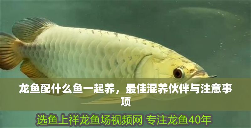 龍魚配什么魚一起養，最佳混養伙伴與注意事項