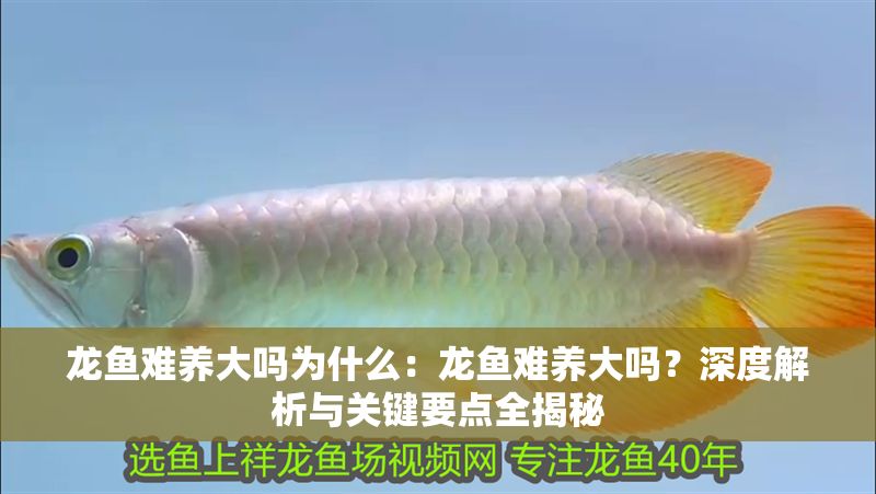 龍魚難養大嗎為什么：龍魚難養大嗎？深度解析與關鍵要點全揭秘