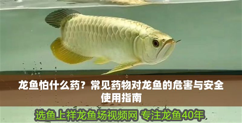 龍魚怕什么藥？常見藥物對龍魚的危害與安全使用指南