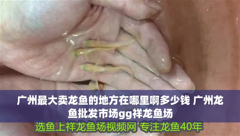 廣州最大賣龍魚的地方在哪里啊多少錢 廣州龍魚批發市場gg祥龍魚場