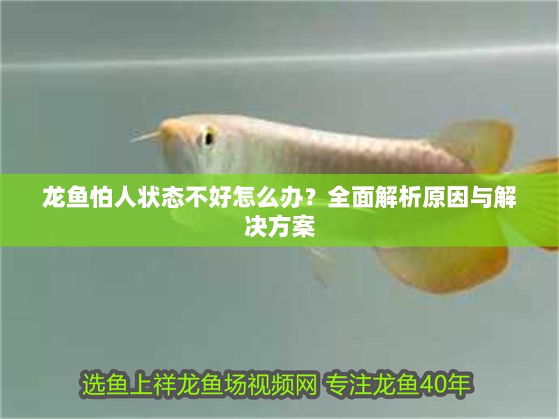 龍魚怕人狀態不好怎么辦?全面解析原因與解決方案 龍魚百科 第1張 龍魚怕人狀態不好怎么辦?全面解析原因與解決方案 龍魚怕人狀態不好怎么辦?全面解析原因與解決方案 龍魚百科 第1張