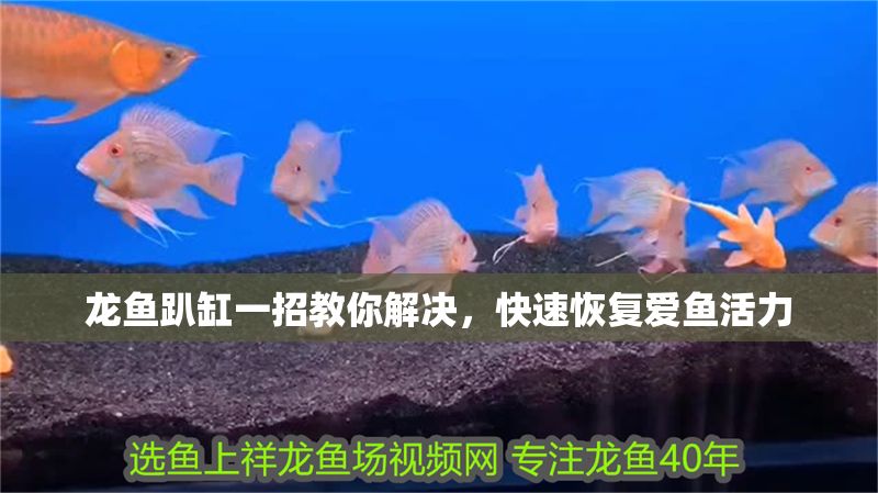 龍魚趴缸一招教你解決，快速恢復愛魚活力 龍魚趴缸一招教你解決，快速恢復愛魚活力 龍魚百科 第1張