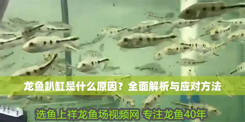 龍魚趴缸是什么原因？全面解析與應對方法