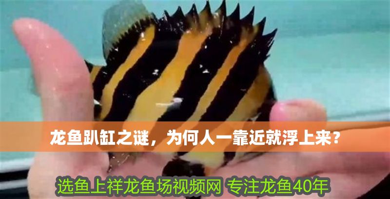 龍魚趴缸之謎，為何人一靠近就浮上來？