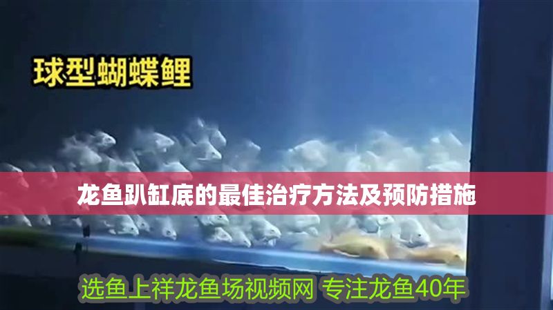 龍魚趴缸底的最佳治療方法及預防措施 龍魚趴缸底的最佳治療方法及預防措施 龍魚百科 第1張
