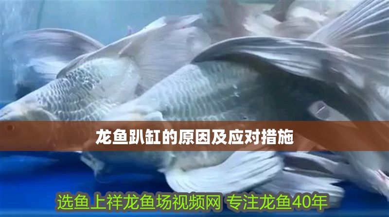 龍魚趴缸的原因及應對措施 龍魚百科 第1張 龍魚趴缸的原因及應對措施 龍魚趴缸的原因及應對措施 龍魚百科 第1張