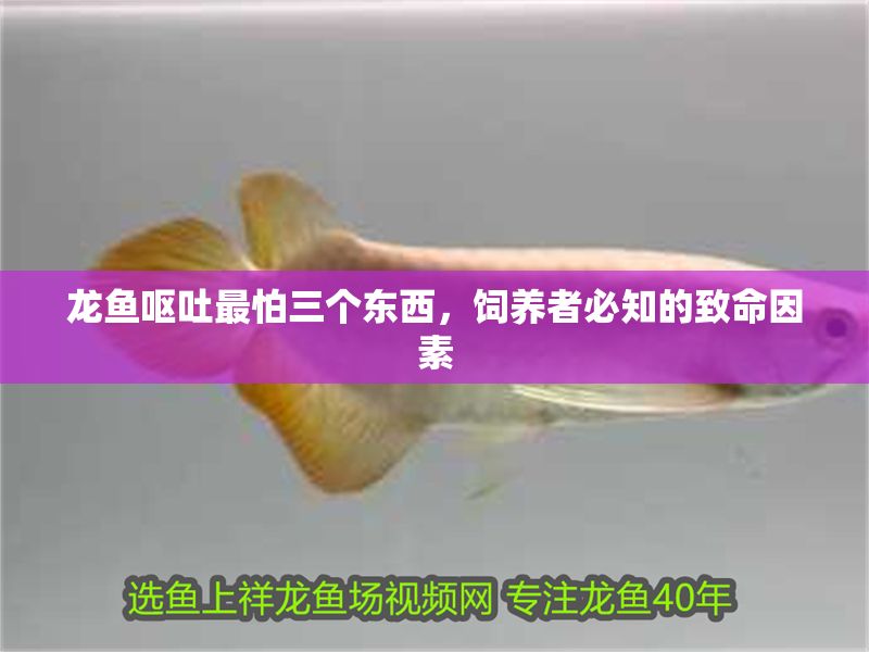 龍魚嘔吐最怕三個東西，飼養者必知的致命因素