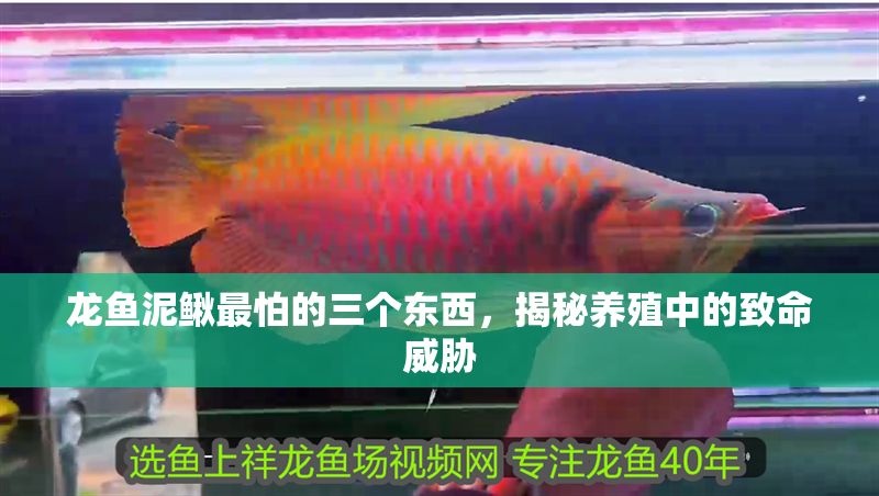 龍魚泥鰍最怕的三個東西，揭秘養殖中的致命威脅 龍魚泥鰍最怕的三個東西，揭秘養殖中的致命威脅 龍魚百科 第1張