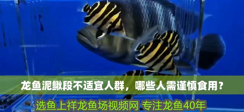 龍魚泥鰍段不適宜人群，哪些人需謹慎食用？