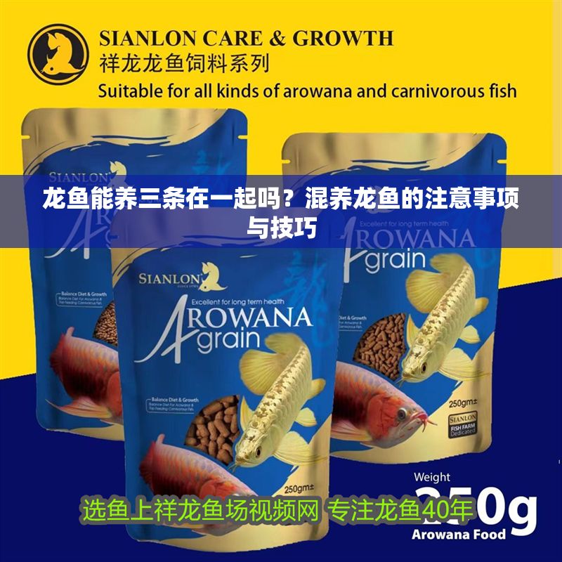 龍魚能養(yǎng)三條在一起嗎？混養(yǎng)龍魚的注意事項與技巧