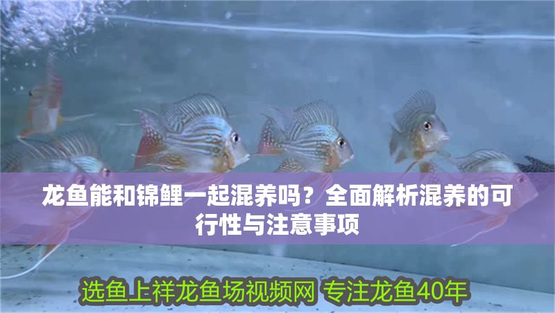 龍魚能和錦鯉一起混養嗎？全面解析混養的可行性與注意事項