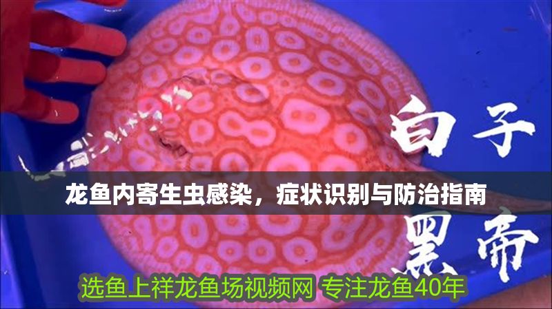 龍魚內寄生蟲感染，癥狀識別與防治指南 龍魚內寄生蟲感染，癥狀識別與防治指南 龍魚百科 第1張