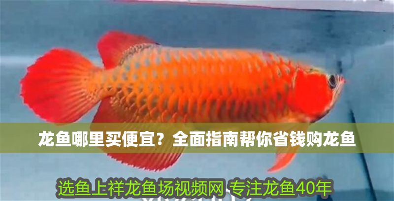 龍魚哪里買便宜?全面指南幫你省錢購龍魚 龍魚百科 第1張 龍魚哪里買便宜?全面指南幫你省錢購龍魚 龍魚哪里買便宜?全面指南幫你省錢購龍魚 龍魚百科 第1張
