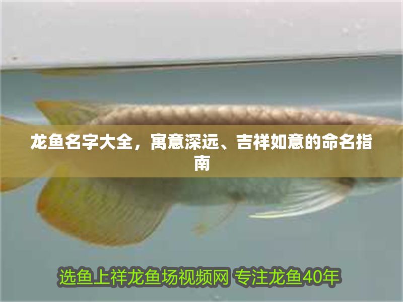 龍魚名字大全，寓意深遠、吉祥如意的命名指南