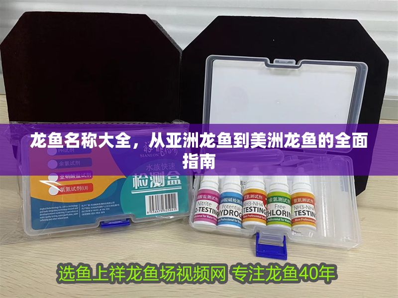 龍魚名稱大全，從亞洲龍魚到美洲龍魚的全面指南